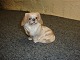 Royal figurine No. 1772,  Pekinese dog, first selection. 5000 m2 showroom.