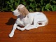 Royal Dog Pointer  No. 1635. 13 * 24 cm. 5000 m2 showroom.